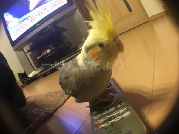迷い鳥の写真