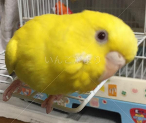 迷い鳥の写真