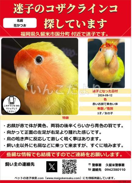 迷い鳥の写真