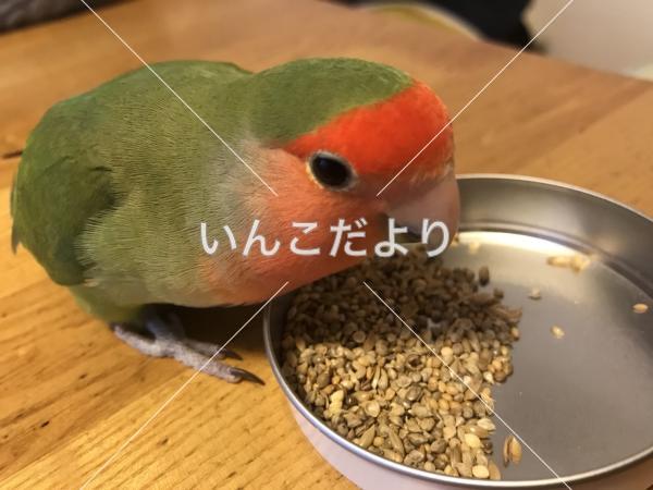 迷い鳥の写真