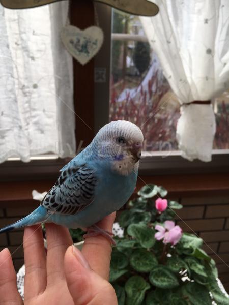迷い鳥の写真