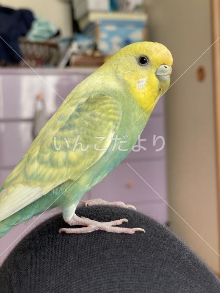 迷い鳥の写真