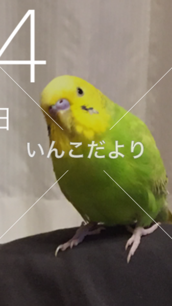 迷い鳥の写真