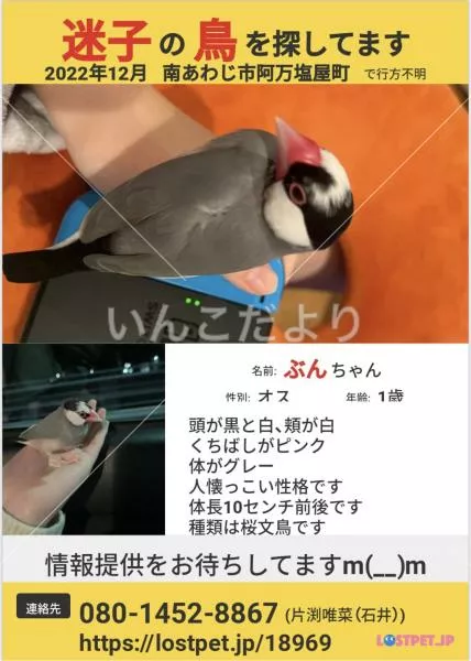 迷い鳥の写真