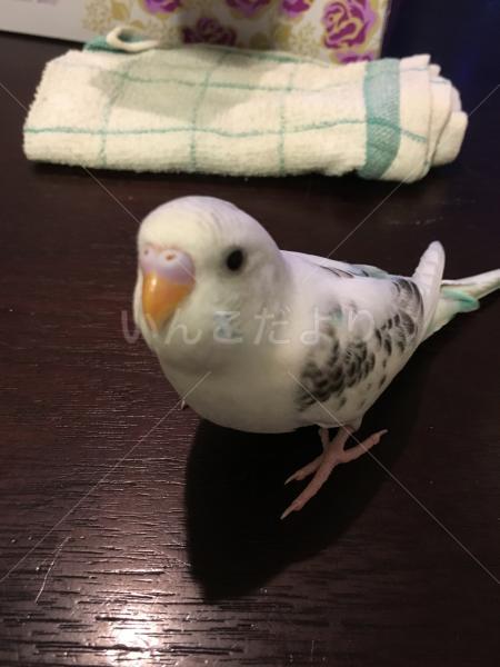 迷い鳥の写真