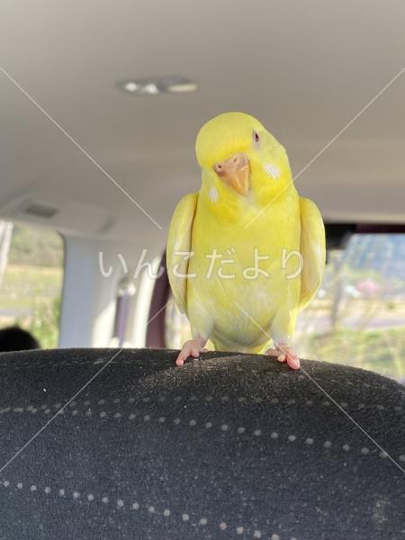 迷い鳥の写真