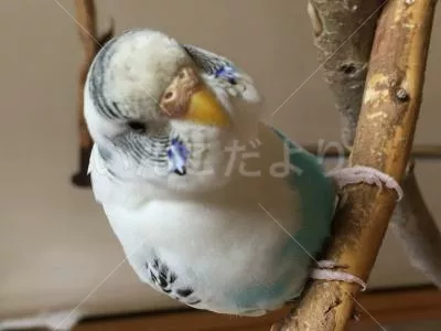 保護鳥の写真