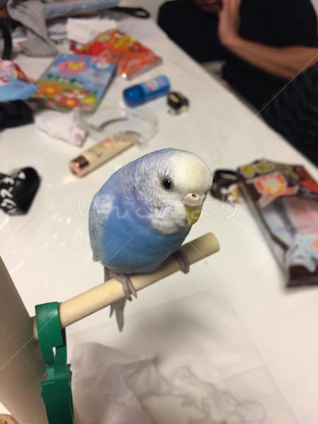 迷い鳥の写真