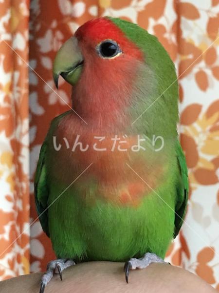 迷い鳥の写真