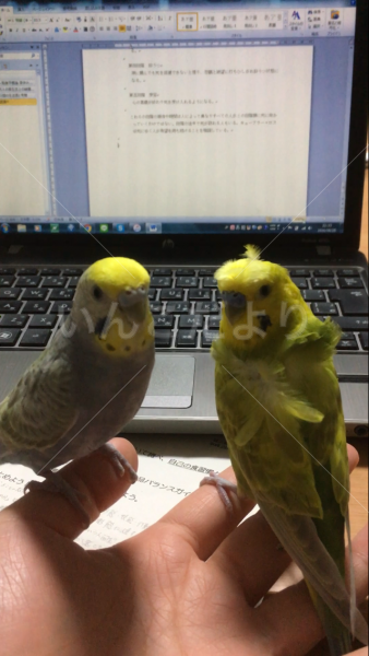 迷い鳥の写真