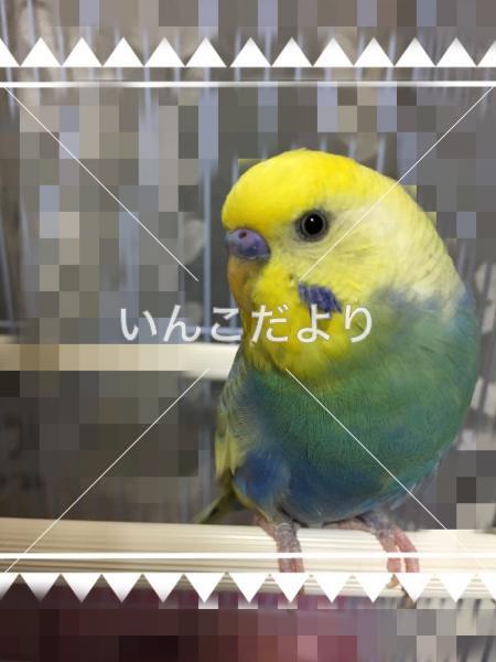 保護鳥の写真