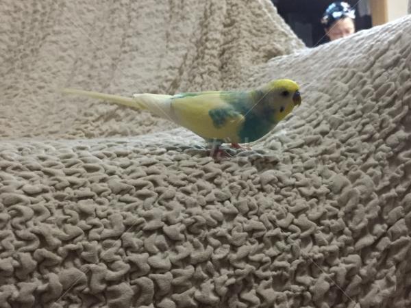 迷い鳥の写真