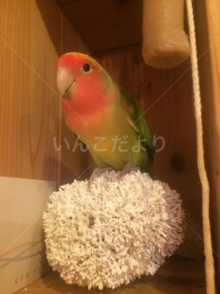 迷い鳥の写真