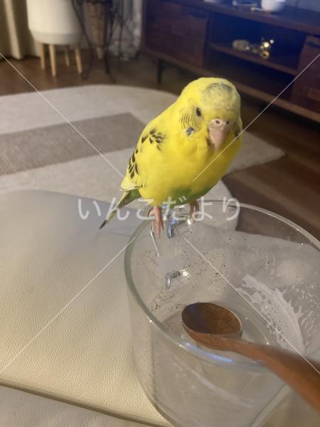 迷い鳥の写真