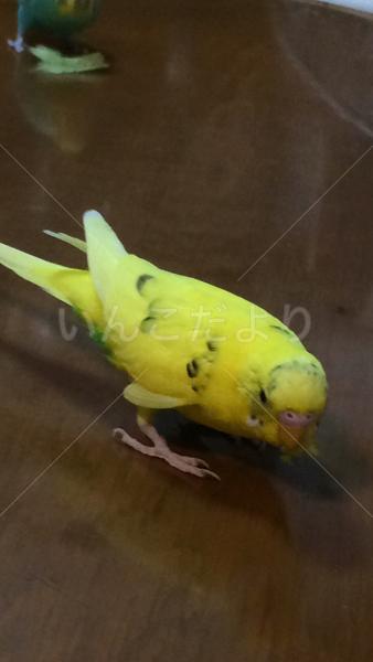 迷い鳥の写真