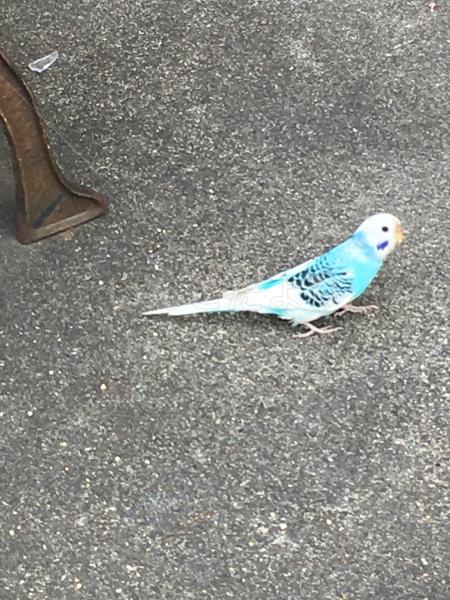 保護鳥の写真