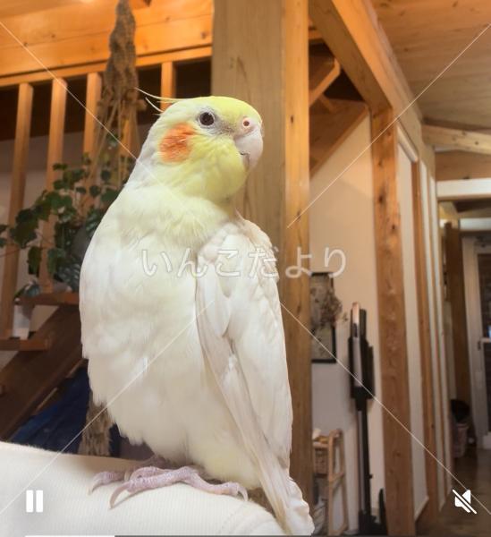 迷い鳥の写真