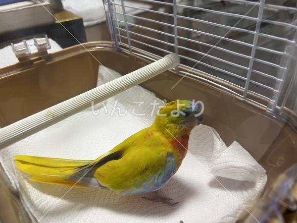 保護鳥の写真