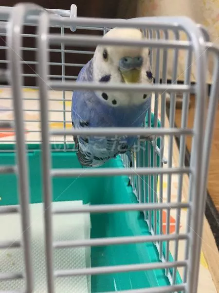 保護鳥の写真