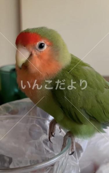 迷い鳥の写真