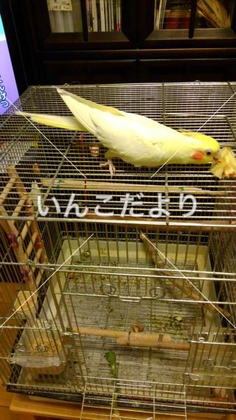 迷い鳥の写真