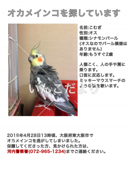 迷い鳥の写真