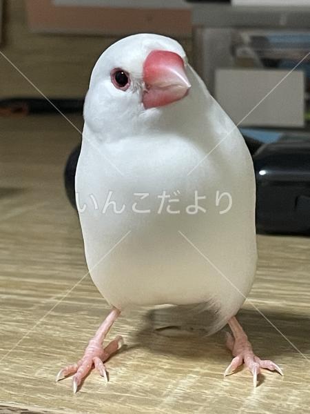 迷い鳥の写真