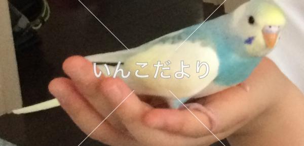 迷い鳥の写真