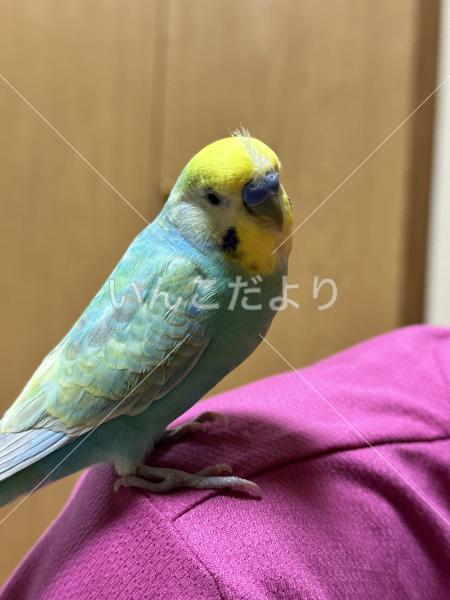 迷い鳥の写真