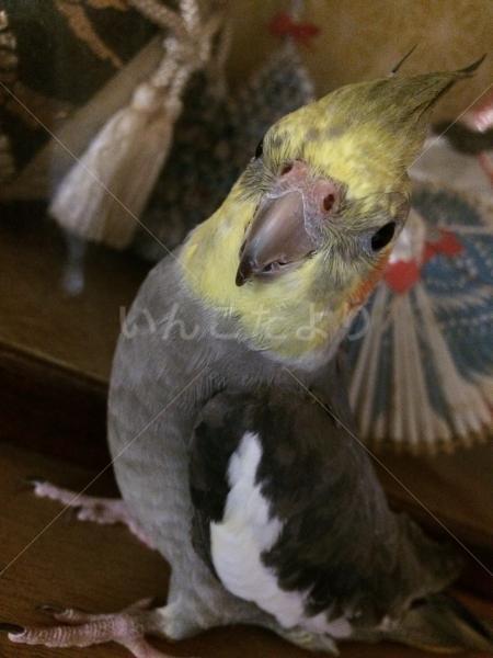 迷い鳥の写真