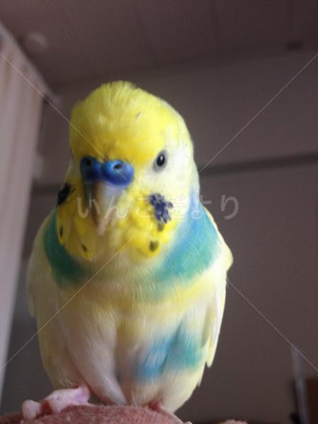 迷い鳥の写真
