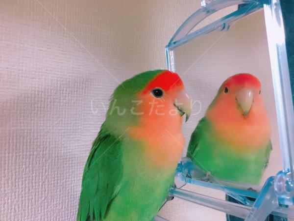 迷い鳥の写真