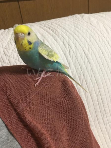 保護鳥の写真