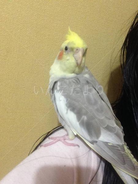 迷い鳥の写真