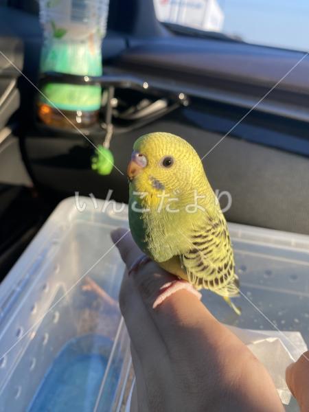 迷い鳥の写真