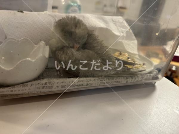 保護鳥の写真
