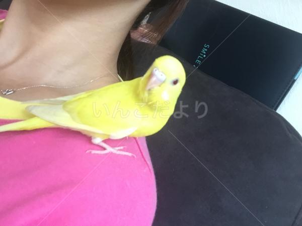 迷い鳥の写真