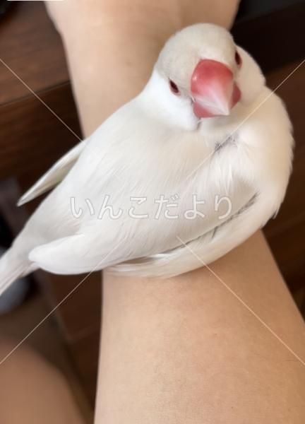 迷い鳥の写真
