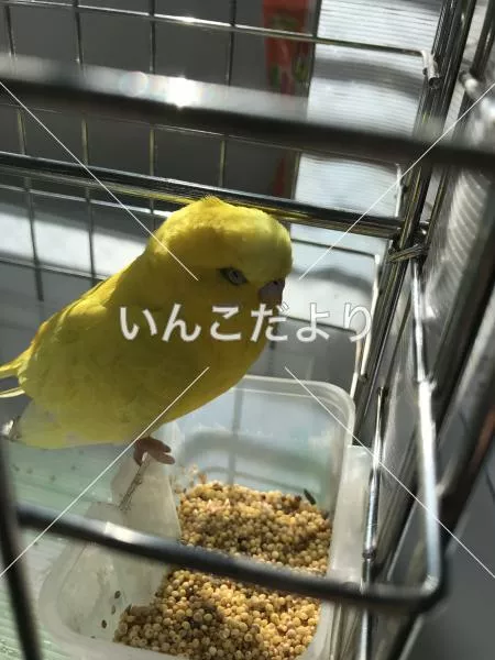 保護鳥の写真