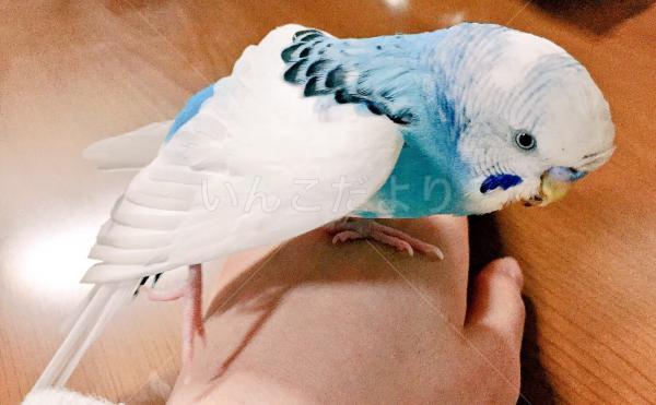 迷い鳥の写真