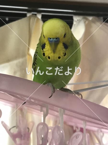 迷い鳥の写真