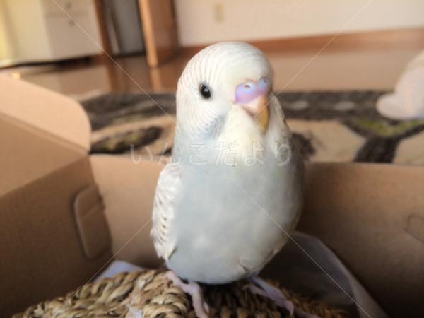 迷い鳥の写真