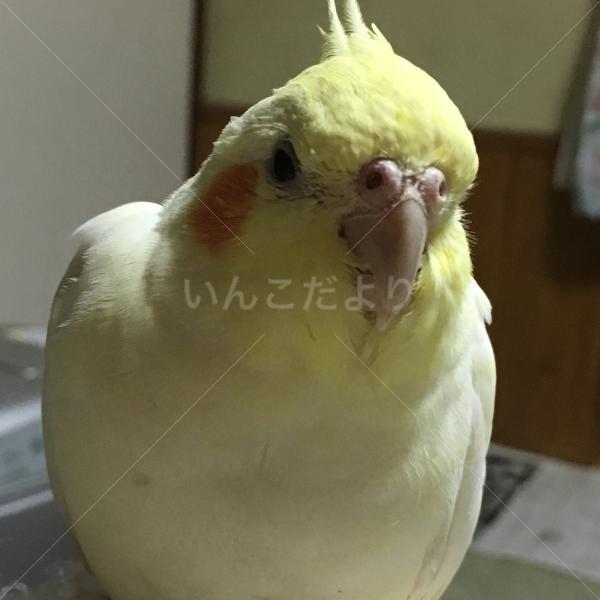 迷い鳥の写真