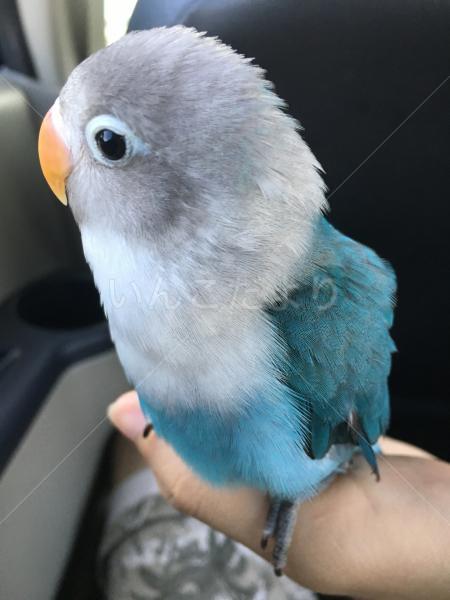迷い鳥の写真