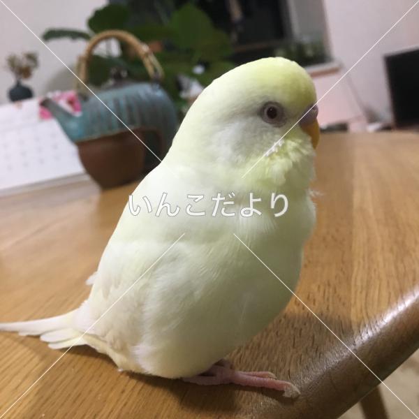 迷い鳥の写真