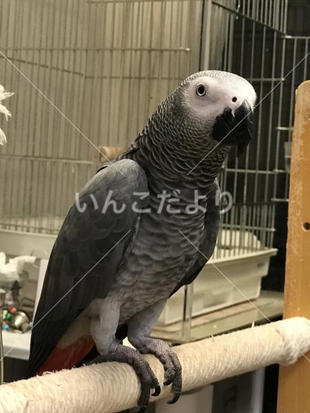 迷い鳥の写真