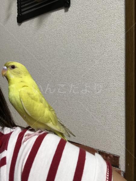 迷い鳥の写真