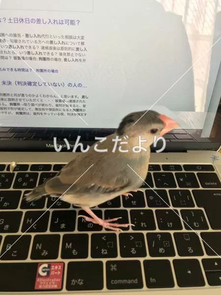 迷い鳥の写真