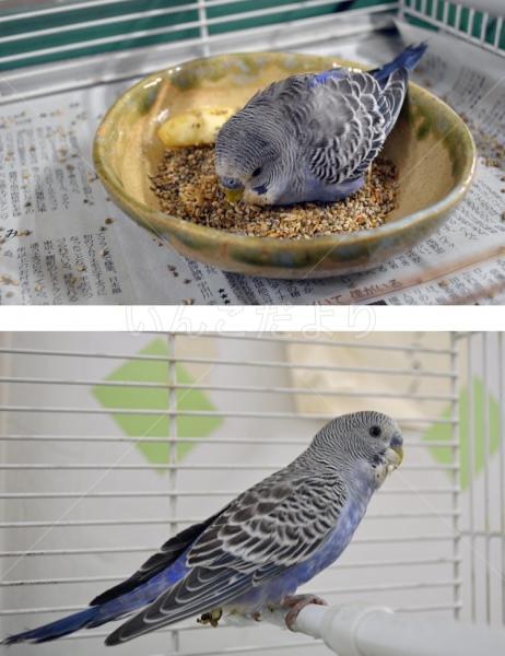 保護鳥の写真