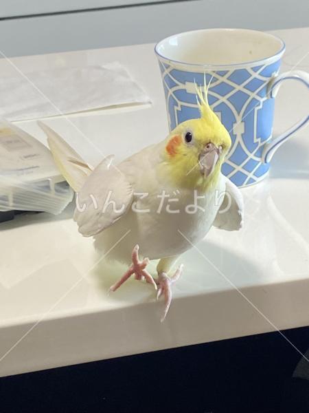 迷い鳥の写真